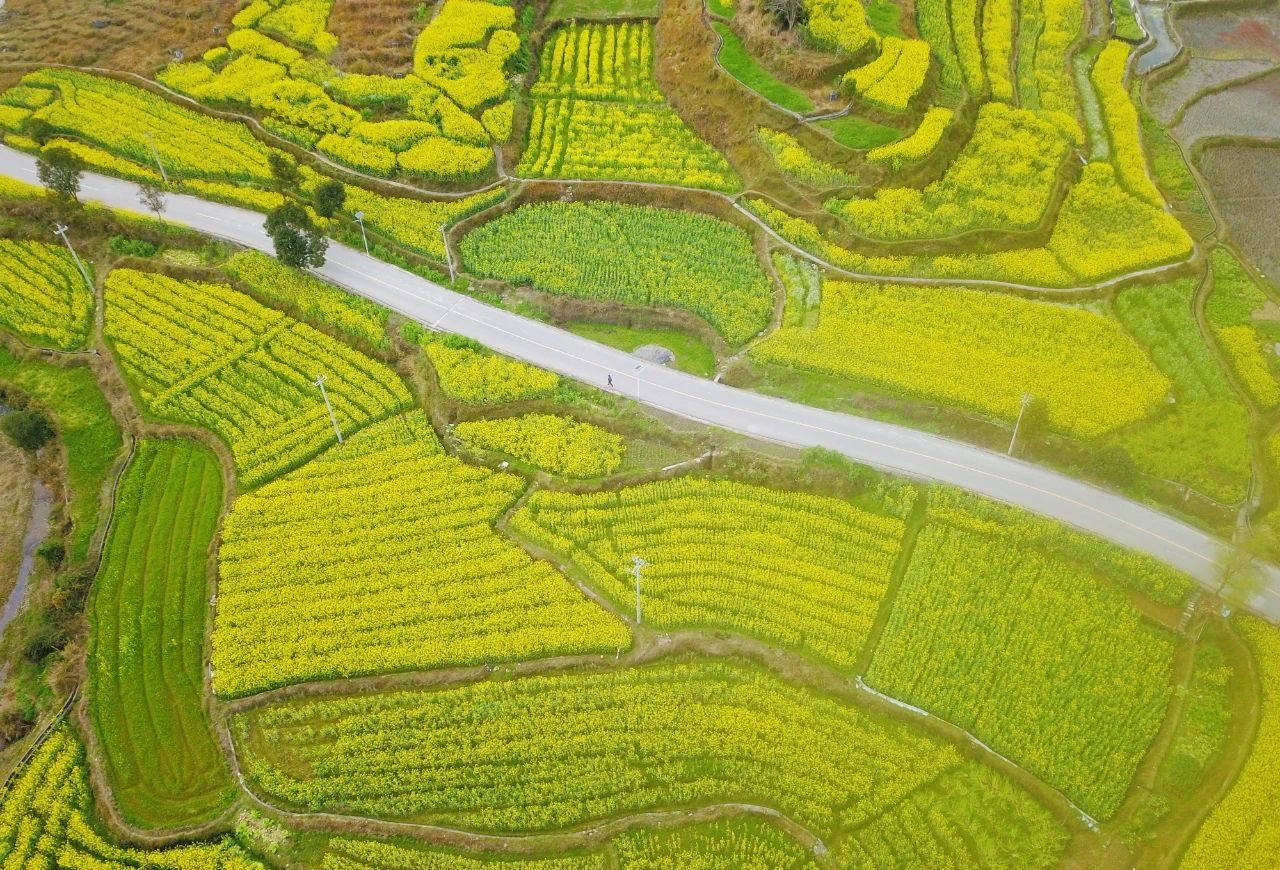 錦屏縣鐘靈鄉 油菜花開富鄉村，稻油輪作繪就金色畫卷